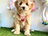 Güzel Yüzlü Dizayn Irk Maltipoo