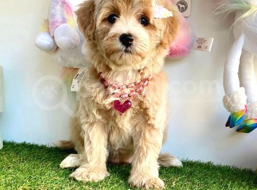 Güzel Yüzlü Dizayn Irk Maltipoo görsel
