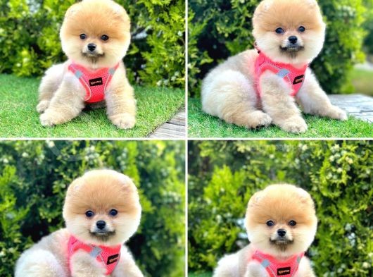 Show Kalite Pomeranian Boo Yavrular