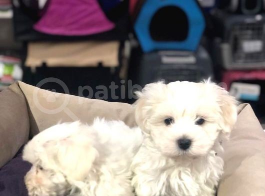 Muhteşem Maltese Terri̇er Yavrulari Vonalp Pet Garanti̇si̇yle görsel