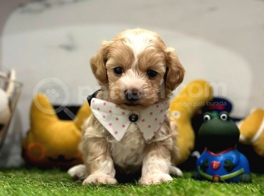 Dizayn Irk Sevimli Maltipoo Yavrular görsel