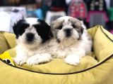 Mükemmel Irkta Shi̇h Tzu Lar Vonalp Pet Garanti̇li̇