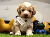 Dizayn Irk Sevimli Maltipoo Yavrular