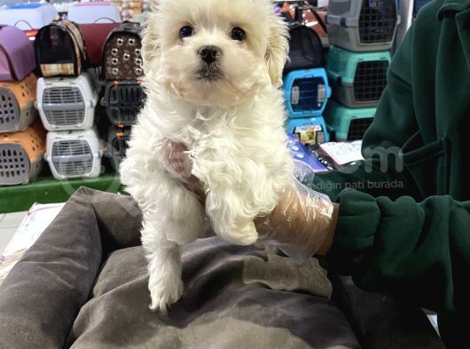 Vonalp Pet Garanti̇si̇yle Sevi̇mli̇ Malti̇poo Yavrulari