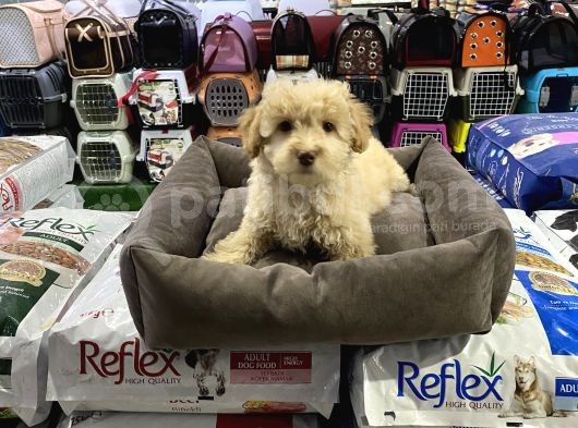 Vonalp Pet Garanti̇si̇yle Sevi̇mli̇ Malti̇poo Yavrulari görsel