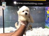 Vonalp Pet Garantili Maltipoo Yavrularımız