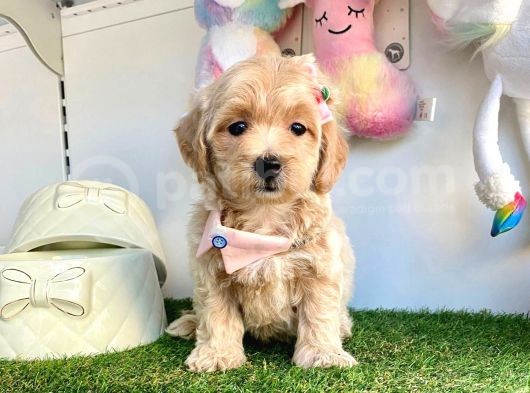 Dizayn Irk Sevimli Maltipoo Yavrular görsel