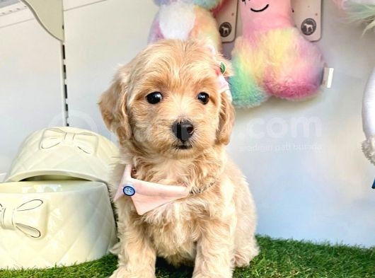 Dizayn Irk Sevimli Maltipoo Yavrular görsel