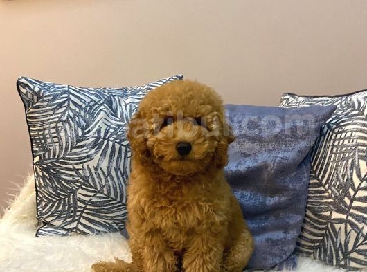Orijinal Minyatür Poodle görsel