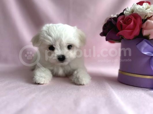 Minik Maltese Terrier görsel