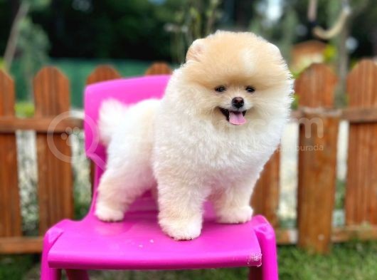 Sempatik Safkan Pomeranian Boo Bebeğimiz Pablo görsel