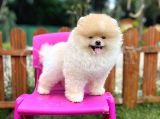 Sempatik Safkan Pomeranian Boo Bebeğimiz Pablo görsel