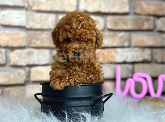 Show Kalite Toy Poodle Yavruları