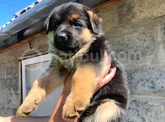 Irkının En Iyisi German Shepperd Dogs görsel