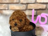 Show Kalite Toy Poodle Yavruları