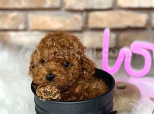 Show Kalite Toy Poodle Yavruları görsel