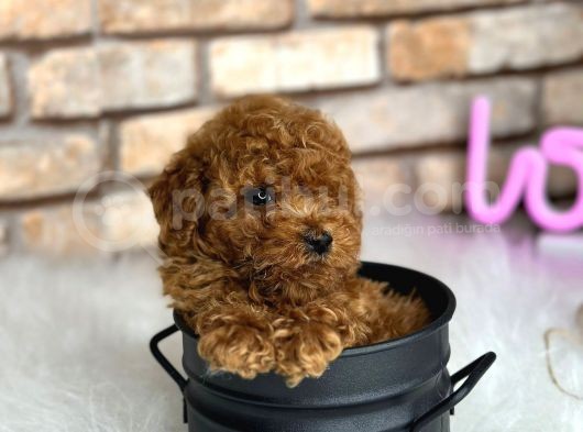 Show Kalite Toy Poodle Yavruları görsel