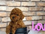 Show Kalite Toy Poodle Yavruları