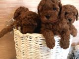 Toy Boy Poodle Bebeklerimiz