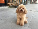 Toy Poodle 1 Buçuk Kg Yetişkin Erkek