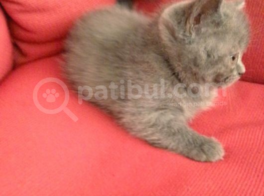 Canlı Peluşlar görsel