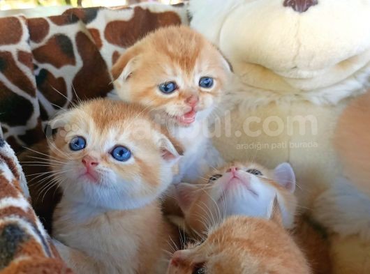 Üst Düzey  Gen Hatti Golden Bebekler