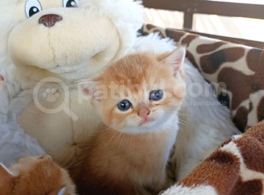 Üst Düzey  Gen Hatti Golden Bebekler görsel