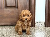 Üst Kali̇te Cockapoo Yavrular