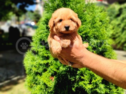 F2 Maltipoo Yavrumuz İstanbul Içi Mağazamızdan Teslim görsel