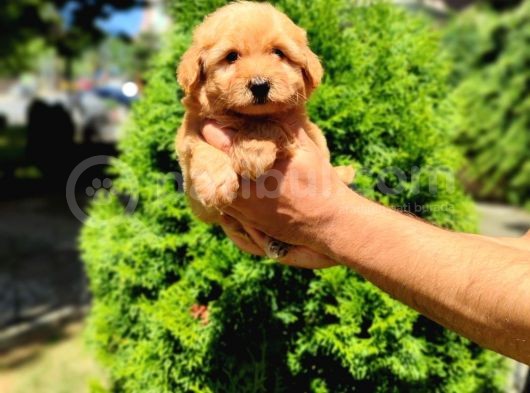 F2 Maltipoo Yavrumuz İstanbul Içi Mağazamızdan Teslim görsel