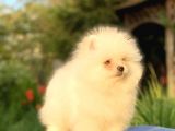 Ev üretimi pomeranian boo yavrusu