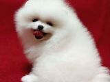 Pamuk Gibi Pomeranian