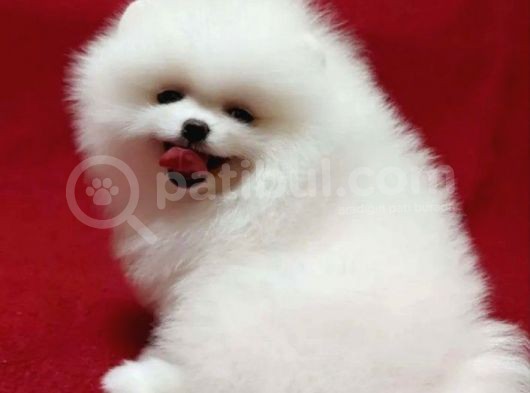 Pamuk Gibi Pomeranian görsel