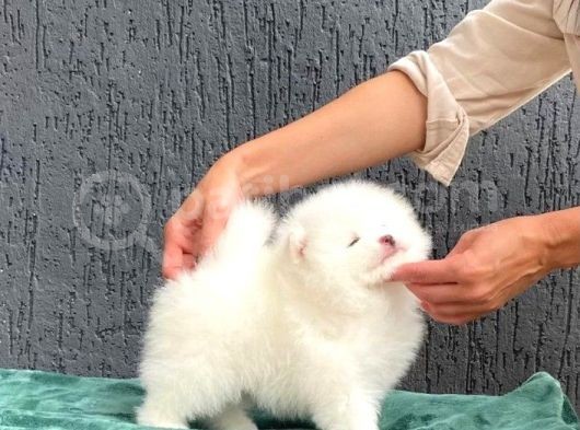 Kar Topu Pomeranian Boo Yavruları görsel
