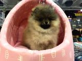 SAF IRK POMERIAN BOO YAVRULARI VONAP PET GARANTİSİYLE
