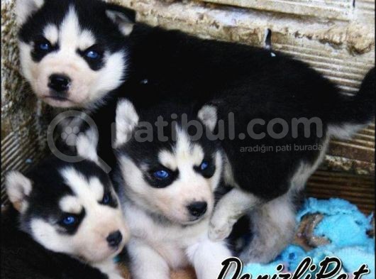 Sibirya Kurdu Husky Yavrularımız