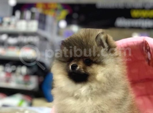 Saf Irk Pomerian Boo Yavrulari Vonap Pet Garanti̇si̇yle görsel