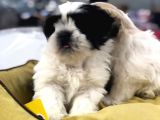 Vonalp Pet Garanti̇si̇yle Shih Tzu Yavrulari