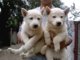 Sibirya Kurdu Husky Yavrularımız