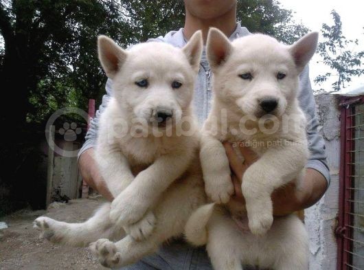 Sibirya Kurdu Husky Yavrularımız görsel