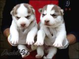 Sibirya Kurdu Husky Yavrularımız