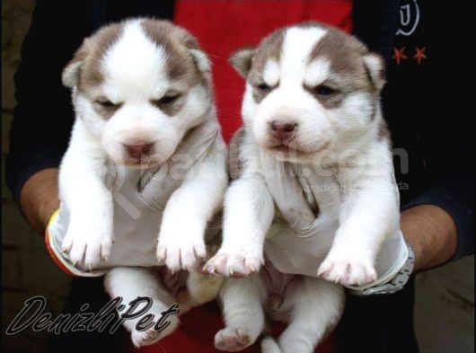 Sibirya Kurdu Husky Yavrularımız görsel