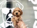Orji̇nal Malti̇poo Bebekler