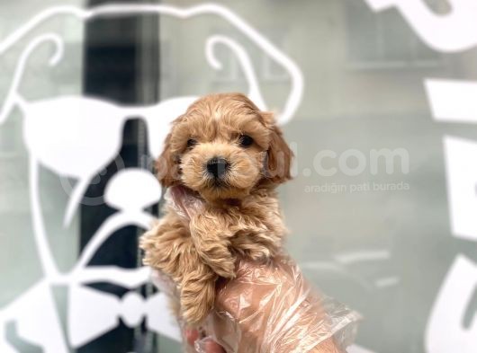 Orji̇nal Malti̇poo Bebekler görsel