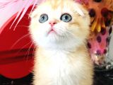 Scottish Fold Golden Ny12