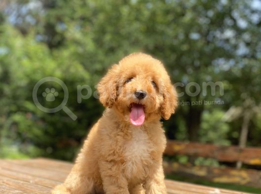 A Kali̇te Sevi̇mli̇ Poodle Ya Rumuz görsel