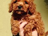 Sağlık Garantili Toy Poodle Yavrularımız