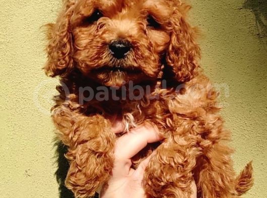 Sağlık Garantili Toy Poodle Yavrularımız görsel