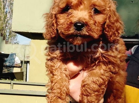 Sağlık Garantili Toy Poodle Yavrularımız görsel