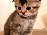 Hemen teslım Scottish fold